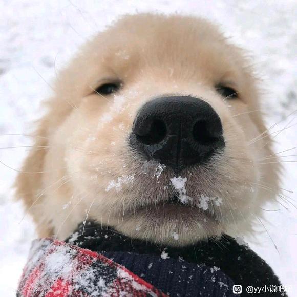 太太们都想让我告白！